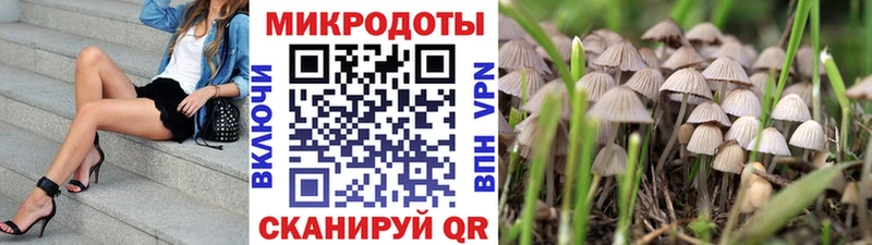 Купить где  Могоча  Галлюциногенные грибы Cubensis 